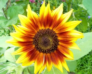 sunflower 500